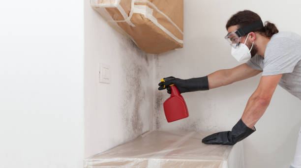 Professional Attic Mold Remediation technician working in Wellesley, MA
